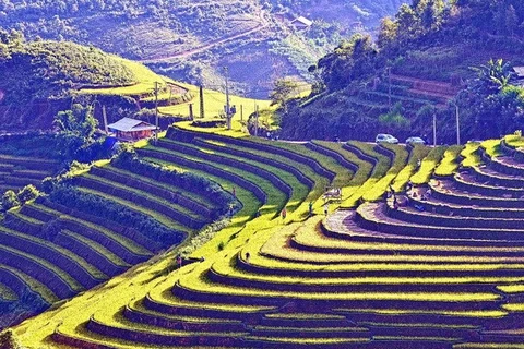 Terrace fields in Mu Cang Chai (Photo: VNA)